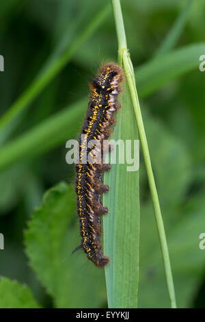 Der Trinker (Philudoria Potatoria, Euthrix Potatoria), kriechen auf einen Speer, Deutschland Stockfoto