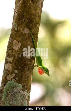 grüne Anole (Anolis Carolinensis), männliche anzeigen die Wamme, USA, Florida, Kissimmee Stockfoto