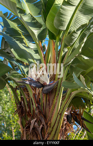 Weiße Paradiesvogelblume (Strelitzia Nicolai), blühend, USA, Florida, Kissimmee Stockfoto