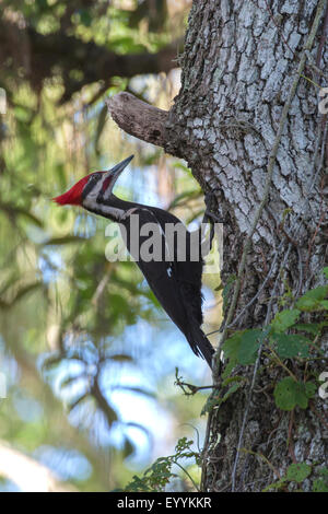 Helmspecht (Dryocopus Pileatus), männlich auf den Feed unter einem Baumstamm, USA, Florida, Kissimmee Stockfoto