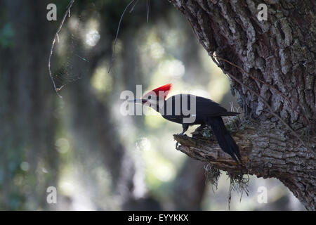 Helmspecht (Dryocopus Pileatus), männlich auf den Feed unter einem Baumstamm, USA, Florida, Kissimmee Stockfoto