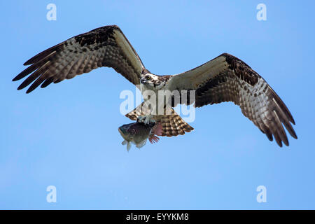 Fischadler, gefangen Fisch Hawk (Pandion Haliaetus), fliegen mit Tilapia, USA, Florida, Kissimmee Stockfoto