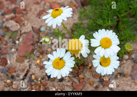 Geruchlos Mayweed, geruchlose Kamille (Tripleurospermum Perforatum, Tripleurospermum Inodorum, Matricaria Inodora), mit fliegen, Deutschland, Schleswig-Holstein, Helgoland Stockfoto