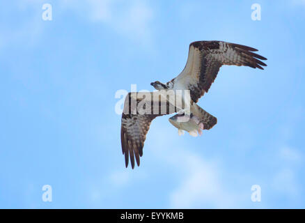 Fischadler, gefangen Fisch Hawk (Pandion Haliaetus), fliegen mit Tilapia, USA, Florida, Kissimmee Stockfoto