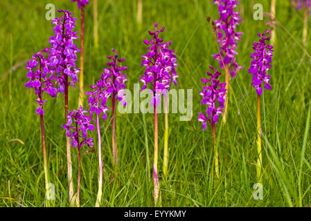 frühe lila Orchidee (Orchis Mascula), verschiedene blühende frühen lila Orchideen, Deutschland Stockfoto