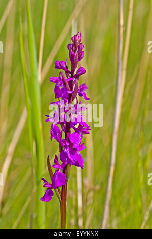 Moor-Orchidee (Orchis Palustris, Anacamptis Palustris), Blütenstand mit Blüten und Blütenknospen, Deutschland Stockfoto