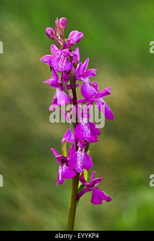 Moor-Orchidee (Orchis Palustris, Anacamptis Palustris), Blütenstand, Deutschland Stockfoto