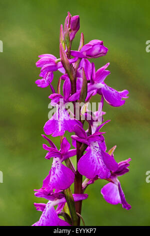 Moor-Orchidee (Orchis Palustris, Anacamptis Palustris), Blütenstand, Deutschland Stockfoto