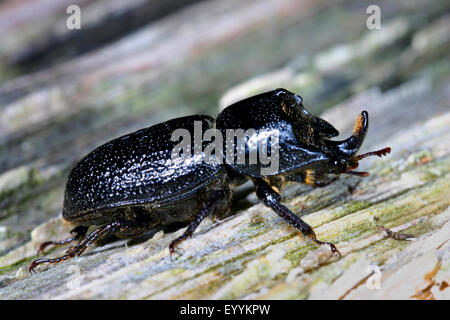 Nashornkäfer, kleinen europäischen Nashornkäfer (Sinodendron Cylindricum), Männlich, Deutschland Stockfoto