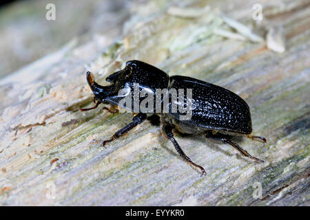 Nashornkäfer, kleinen europäischen Nashornkäfer (Sinodendron Cylindricum), Männlich, Deutschland Stockfoto