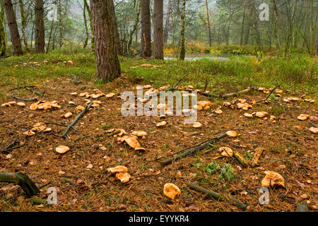 Bovine Bolete (Suillus Bovinus), helle Wald mit vielen bovine Röhrenpilze, Deutschland Stockfoto