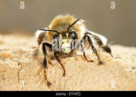 Gemeinsame zentrale europäische Blume Biene (Anthophora Acervorum, Anthophora Plumipes), Porträt, Deutschland Stockfoto