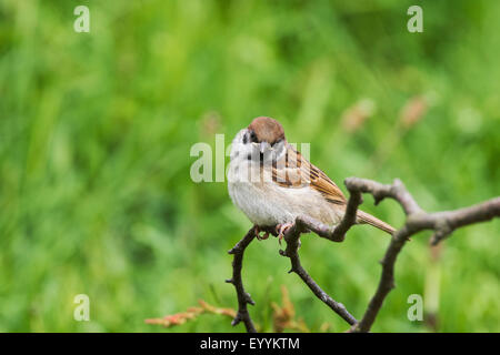 European Tree Sparrow Passer Montanus flügge unreifen thront Stockfoto