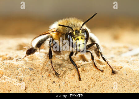 Gemeinsame zentrale europäische Blume Biene (Anthophora Acervorum, Anthophora Plumipes), Porträt, Deutschland Stockfoto