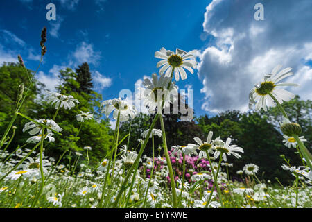 Oxeye Daisy, Ochsen-Auge Daisy, weiß-Weed, White Daisy, Hund Daisy, Margerite (Chrysanthemum Leucanthemum, Leucanthemum Vulgare), Sommerwiese nach Regenfällen, Deutschland, Sachsen, Vogtland Stockfoto