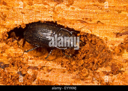 Lucanid Käfer (Ceruchus Chrysomelinus), männliche in Totholz, Deutschland Stockfoto