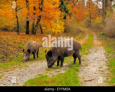 Wildschwein, Schwein, Wildschwein (Sus Scrofa), zwei Essen Wildschweine auf einem Waldweg im Herbst, Deutschland, Baden-Württemberg Stockfoto