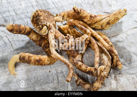 Bouncingbet, Bouncing-Bet, Seifenkraut (Saponaria Officinalis), Wurzel von Sweet William, Deutschland Stockfoto