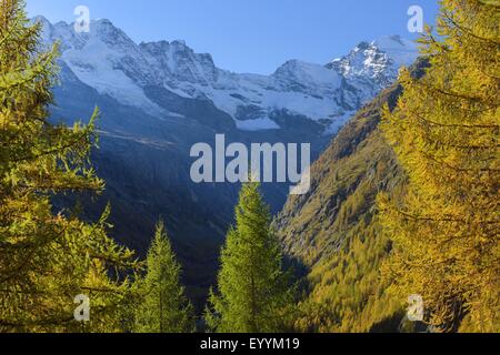 Herbst im Nationalpark Gran Paradiso, Italien, Gran Paradiso National Park Stockfoto