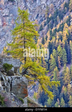 gemeinsamen Lärche, Lärche (Larix Decidua, Larix Europaea), Lärchenwald im Herbst mit einer einzigen freistehenden Lärche wächst auf einem Felsen, Italien, Gran Paradiso Nationalpark Stockfoto