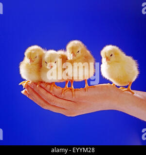 Hausgeflügel (Gallus Gallus F. Domestica), vier Küken auf einer hand Stockfoto