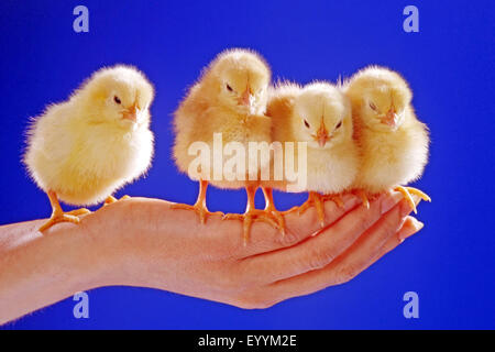 Hausgeflügel (Gallus Gallus F. Domestica), vier Küken auf einer hand Stockfoto