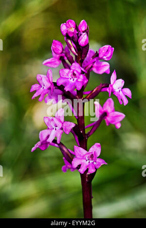 Vier-spotted Orchis, vier entdeckt Orchidee (Orchis Quadripunctata), Blütenstand Stockfoto