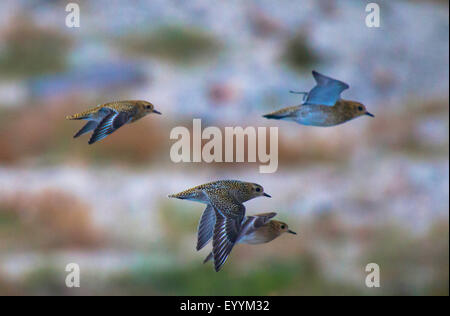 Europäische Goldregenpfeifer (Pluvialis Apricaria), Regenpfeifer im Flug, Deutschland, Schleswig-Holstein, Helgoland Stockfoto