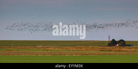 Schwarm Gänse über den Deich Norddeich, untere Sachsen Nationalpark Wattenmeer, Niedersachsen, Deutschland Stockfoto