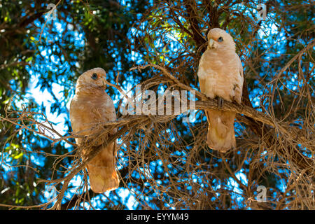 Nacktaugenkakadu (Cacatua sanguineaund), zwei kleine Corellas auf einen Baum, Australia, Western Australia, Tom Price Stockfoto