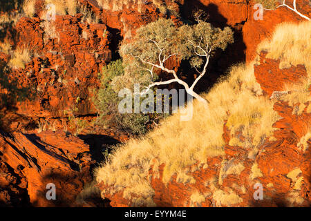 Eukalyptus, Gum (Eucalyptus spec.), Eukalyptus im Karijini National Park, Australien, Western Australia, Karijini National Park Stockfoto