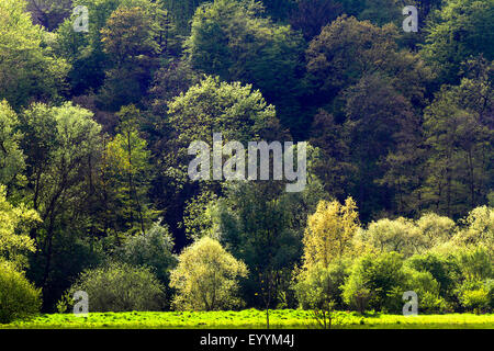 Auen-Landschaft Heisinger Ruhrauen, Deutschland, Nordrhein-Westfalen, Ruhrgebiet, Essen Stockfoto