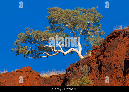 Eukalyptus, Gum (Eucalyptus spec.), Eukalyptus im Karijini National Park, Australien, Western Australia, Karijini National Park Stockfoto