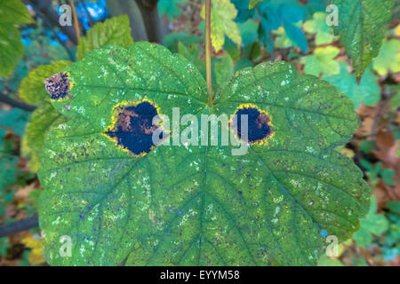Ahorn Tarspot (Rhytisma Acerinum), Pilzinfektion auf Ahorn, Deutschland Stockfoto