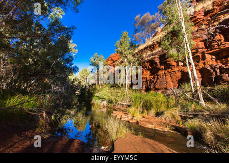 Eukalyptus, Gum (Eucalyptus spec.), Dales Gorge im Karijini National Park, Australien, Western Australia, Karijini National Park Stockfoto