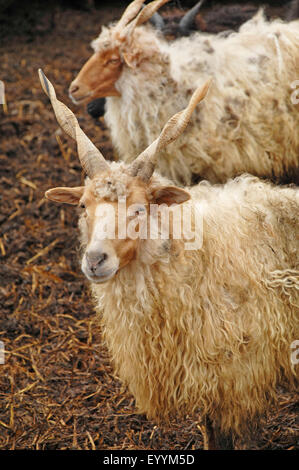 Racka, Racka-Schafe (Ovis Ammon F. Aries), auf einem Bauernhof in Ungarn, Farbe Morph weiß, Ungarn Stockfoto