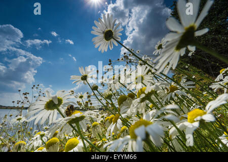 Oxeye Daisy, Ochsen-Auge Daisy, weiß-Weed, White Daisy, Hund Daisy, Margerite (Chrysanthemum Leucanthemum, Leucanthemum Vulgare), Blüte Oxeye Gänseblümchen am Ufer eines Sees, Würmer-Auge Ansicht, Deutschland, Brandenburg Stockfoto