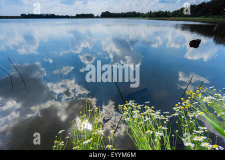 Mais-Kamille (Anthemis Arvensis), blühende Kamille am Ufer eines Sees, Deutschland, Brandenburg, Templin Stockfoto