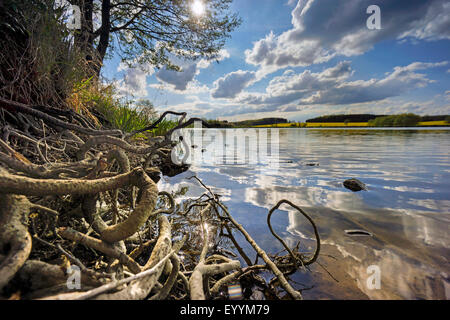 Baumwurzeln am Seeufer und Jocketa, Vogtland, Sachsen, Deutschland Stockfoto