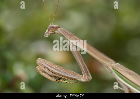 Lila geflügelten Gottesanbeterin (Tenodera Australasiae) Stockfoto