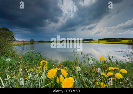 gemeinsamen Löwenzahn (Taraxacum Officinale), Rark Regenwolken über blühenden Löwenzahn am Seeufer und Jocketa, Vogtland, Sachsen, Deutschland Stockfoto