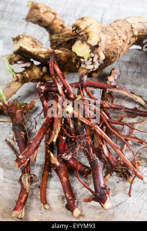 Bouncingbet, Bouncing-Bet, Seifenkraut (Saponaria Officinalis), Wurzel und Stengel, Deutschland Stockfoto