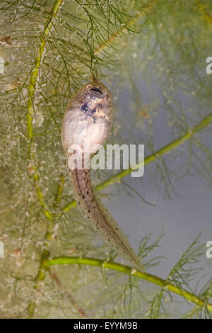 Europäische essbare Frosch, essbare Grasfrosch (Rana kl. Esculenta, Rana Esculenta, außer Esculentus), gemeinsame Wasser Frosch Kaulquappen, Deutschland Stockfoto