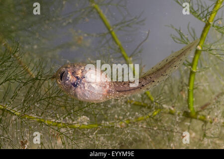 Europäische essbare Frosch, essbare Grasfrosch (Rana kl. Esculenta, Rana Esculenta, außer Esculentus), gemeinsame Wasser Frosch Kaulquappen, Deutschland Stockfoto