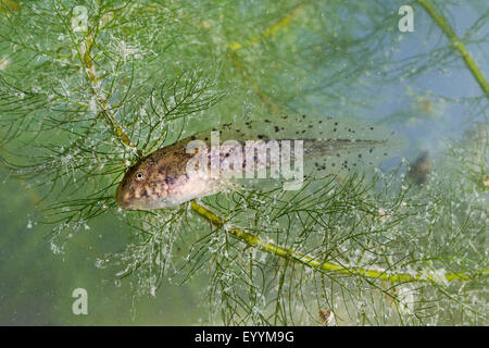 Europäische essbare Frosch, essbare Grasfrosch (Rana kl. Esculenta, Rana Esculenta, außer Esculentus), gemeinsame Wasser Frosch Kaulquappen, Deutschland Stockfoto