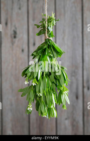 Waldmeister (Galium Odoratum), Bund Waldmeister hängen zum Trocknen, Deutschland Stockfoto