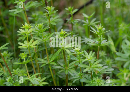 Große Hecke Labkraut, glattes Labkraut (Galium Mollugo), verlässt kurz vor Blüte, Deutschland Stockfoto