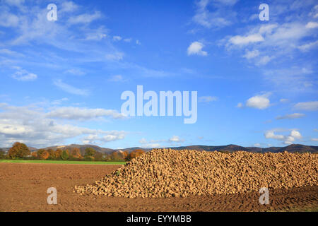 Zuckerrüben, Zuckerrüben, Rübe Wurzel, Stamm der Zuckerrübe (Beta Vulgaris var. Altissima), Zuckerrüben-Ernte im Herbst, Deutschland Stockfoto