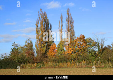 Lombardei-Pappel (Populus Nigra var. Italica, Populus Nigra 'Italica', Populus Italica, Populus Nigra Italica), am Rande eines Feldes, Deutschland Stockfoto