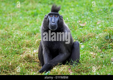 Celebes ape, Celebes schwarzen Affen, Celebes Crested Macaque (Macaca Nigra, Cynopithecus Niger), sitzt auf einer Wiese Stockfoto